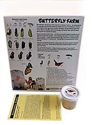 Educational Experience of Raising Painted Lady Butterfly
