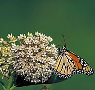 Create Habitat for Monarchs Butterflies by Growing Milkweed Plants
