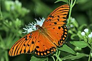 Gulf Fritillary and Passion Vine Growing Kits | Educational Science