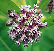 Milkweed plants : Some remedies and fun facts - Blog