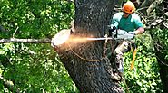 A&S Tree Solutions - Tree Removal - Tree Services | A&S Tree Solutions