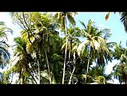 Devil's Island in French Guyana, a little paradise... -a J.C movie-