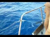 Dolphins of Gorgona Island - Ocean cutter "Vento dell'Alba"