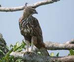 Crested Hawk Eagle
