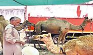 ఒంటె పాలు @600 | Rajasthan Migrants Sale Camel Milk for rs 600 Per Liter in Hyderabad Telangana