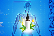 Know How CBD Charges Our Body.