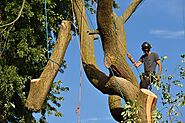 Professional Tree Cutting Service In Melbourne