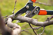 Best Tree Pruning Services Near Me