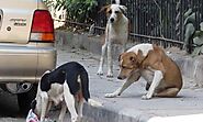 హైదరాబాద్‌లో హడలెత్తిస్తున్న వీధి కుక్కలు | Stray dogs increase on streets in Hyderabad Impact of Lockdown