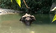 గర్భిణీ ఏనుగును చంపిన కేసులో ఒకరి అరెస్టు | Elephant case updates: One Suspect Arrested In Kerala Pregnant Elephant K...