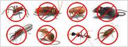 Termite Control, Extermination & Removal