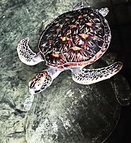 Kosgoda sea turtle conservation