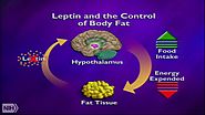 Leptin and the neural circuit regulation food intake and glucose metabolism