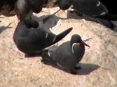 Birdwatching in Peru: Inca Tern