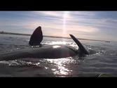 Kayak levantado por ballena en Puerto Madryn, Patagonia Argentina!