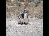 Argentina Travel: Magellanic penguins in Puerto Madryn