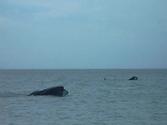 Whales, Puerto Madryn, Argentina