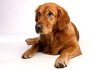 Share4all » Health » Common Health Issues of a Golden Retriever