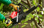 Why is Hedge Trimming and Other Tree Service in Edmonton are Important