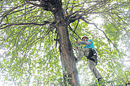 Practical Beneifts Of Hiring Arbor-All Tree Care Services - Arbor-All Tree Care