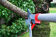 Why Hire Professionals for Tree Care