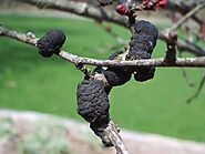 Black Knot Infestation; Signs, Cure and Preventions - Arbor-All Tree Care