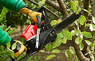 How Professional Tree Service In Edmonton Reduce The Need Of Emergency Tree Services?