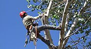 How the Professional Tree Service Hires in Edmonton Saves Your Bucks? - Tree Services