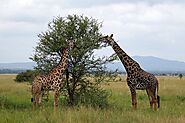 Kilimanjaro Holidays Packages - Customized and Affordable