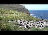 Black-Browed Albatross Colony - Westpoint, Falkland Islands