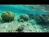 Snorkeling - Bora Bora - Society Islands, French Polynesia
