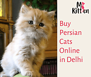 Buy Persian Cat For Sale Online in Delhi | Persian Kittens for Sale in Delhi