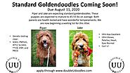 Trained Goldendoodle - Double U Doodles