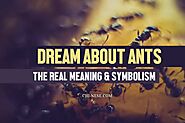 Dream About Ants - The Real Meaning & Symbolism of Ants In Your Dream
