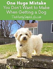 One Huge Mistake You Don't Want to Make When Getting a Dog - The (mostly) Simple Life