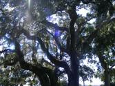 Jekyll Island, Georgia, USA