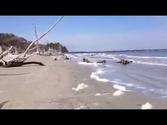 Driftwood Beach Jekyll Island GA Trike Ride