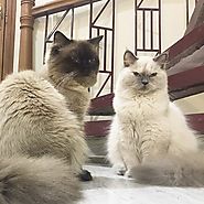 Buy Ragdoll Himalayan Cats For Sale Online in India - Delhi, Mumbai, Bengaluru