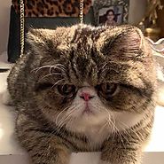 Everything You Should Know About Exotic Shorthair Cats
