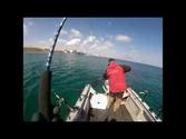 Spring Brown Trout on Lake Michigan 2014