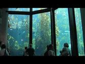 Amazing Monterey Bay Aquarium! - {in HD}