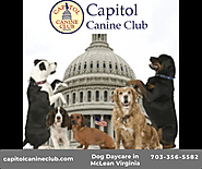 Dog Daycare in McLean Virginia | edocr