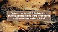 Most Perfect and Knowledgeable Termite Expert Picton