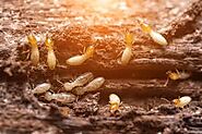 Most Effective Termite Treatment Picton