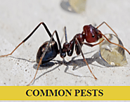 Quality Termite Expert Penrith- Falls Pest Control