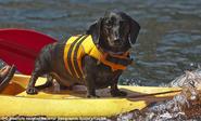 ...you and your dog have life jackets in colors that match your boat.