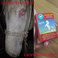 Cao Ngựa Bạch Mắt Đỏ - Giá Cao Xương Ngựa Bạch Tạng Loại ① Tại Hà Nội
