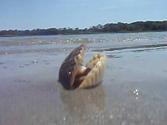 Live Scallop (Morehead City, NC)