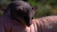 Saving the Mountain Pygmy-possum