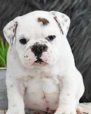 boston bulldogs for sale